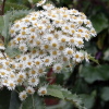 Olearia macrodonta 'Major'